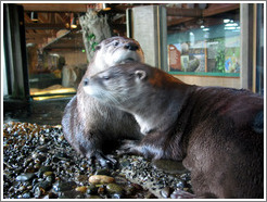 Seattle Aquarium.  Two otters that love to play together.