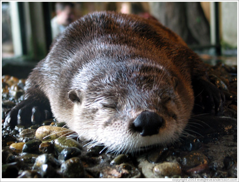 Seattle Aquarium.  Otter, sleeping.