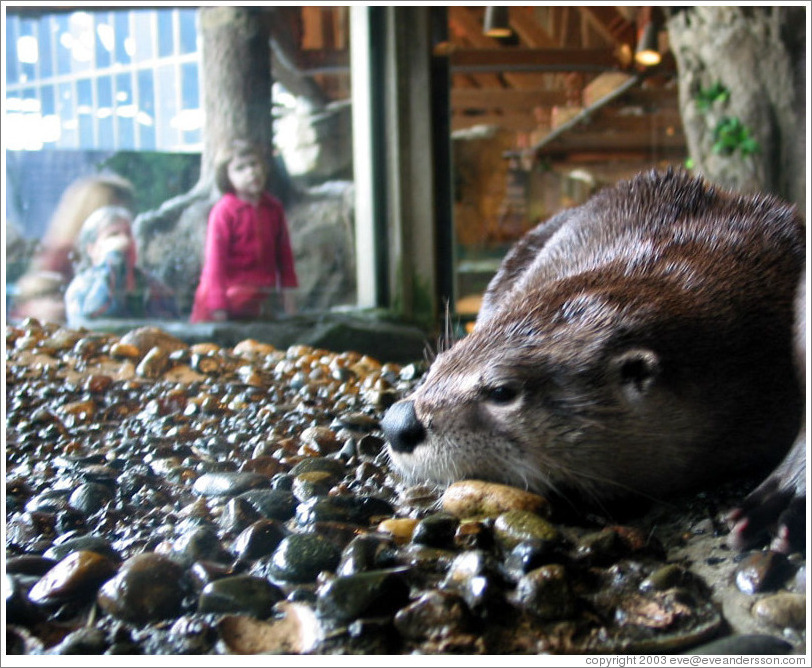 Seattle Aquarium.  Otter.
