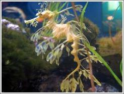 Seattle Aquarium.  Sea Dragon.  This animal, related to the sea horse is delicate, graceful, and blends in with plants.