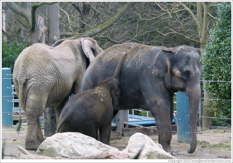 Woodland Park Zoo.  Hansa, the baby elephant, and her parents.  She is vaccuuming the hay from her mother's back.