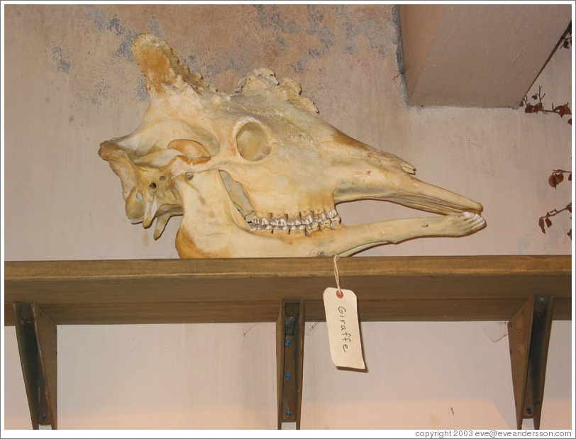 Woodland Park Zoo.  Giraffe skull.